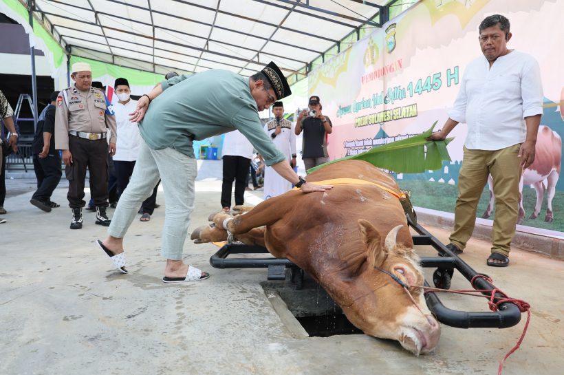Polda Sulsel Sumbang 871 ekor sapi dan 20 ekor kambing