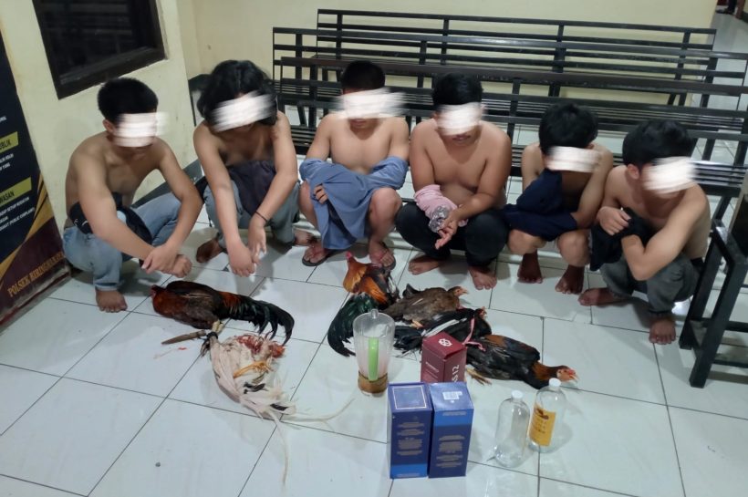 Polsek Biringkanaya Gerebek Judi Sabung Ayam, 7 Orang Diamankan
